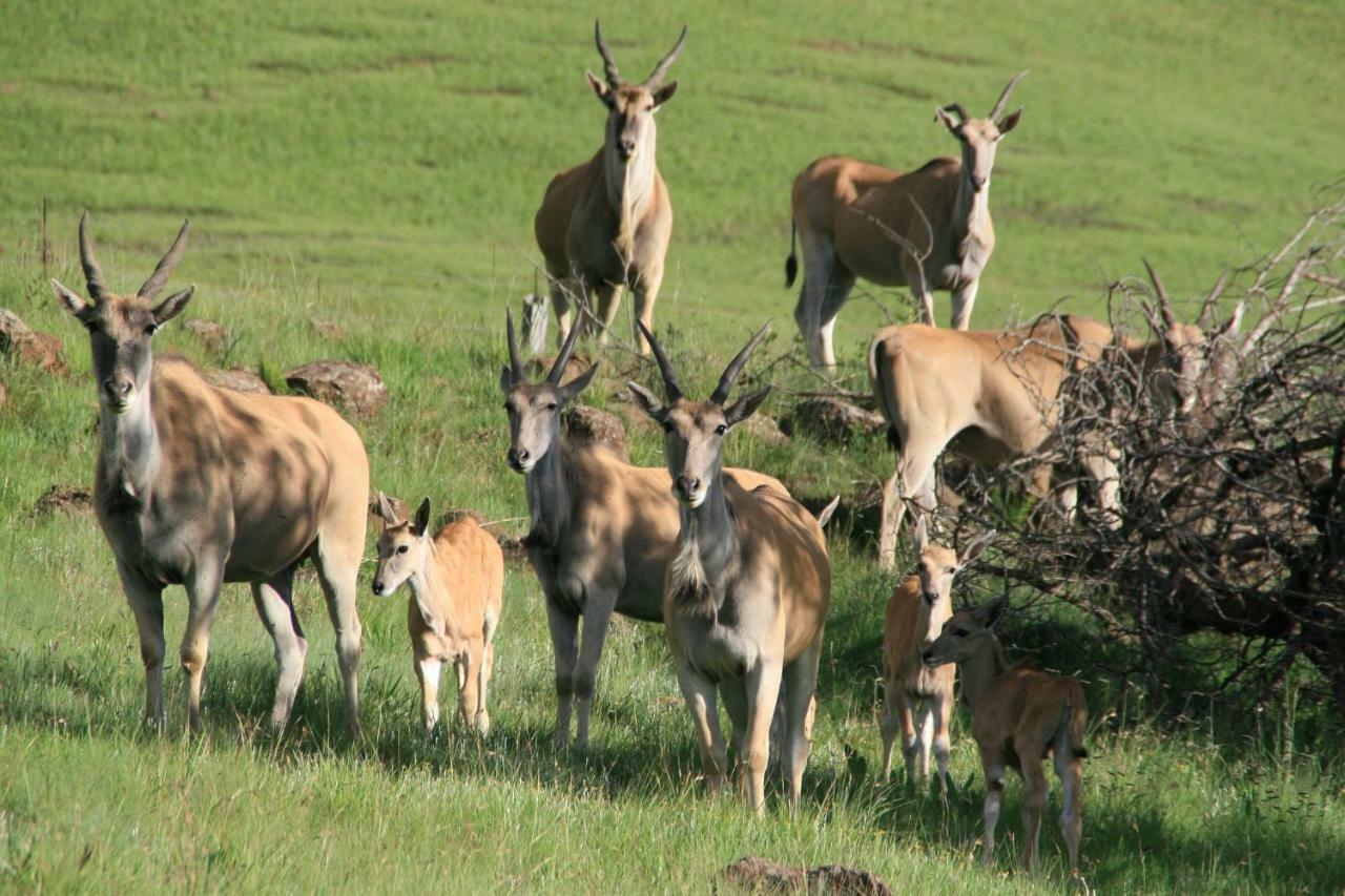 Sani Valley Nature Lodges Himeville Εξωτερικό φωτογραφία